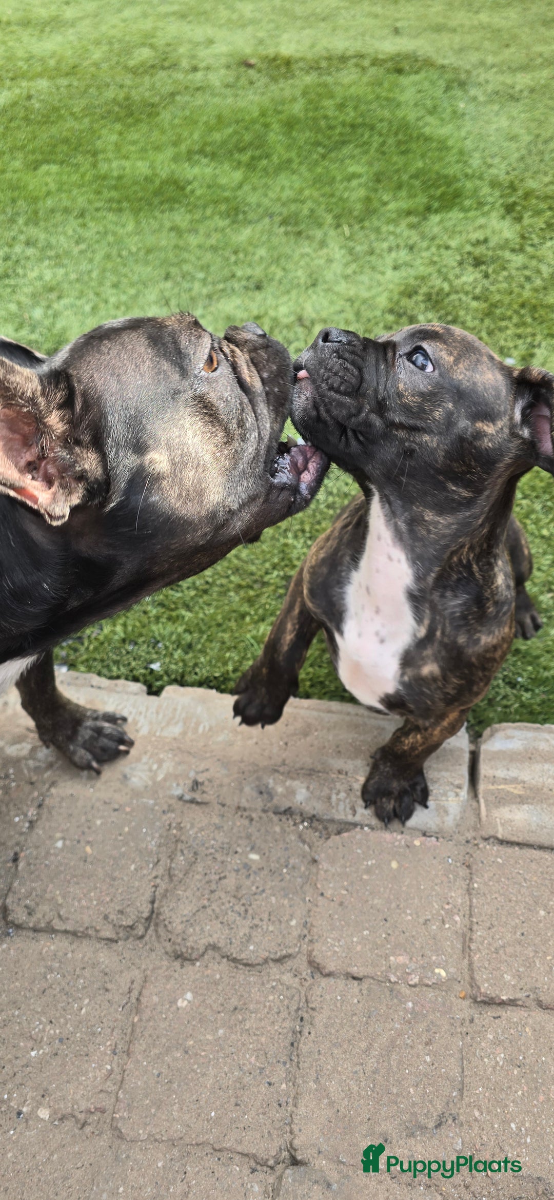 Franse Bulldog honden te koop: Mooie kruising franse bull/American bull te koop - Afbeelding 6