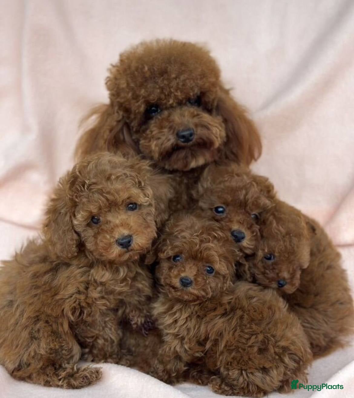 Poedel Toy honden Toy Poedel Maltipoo pups in Heerlen - Advertentie 5