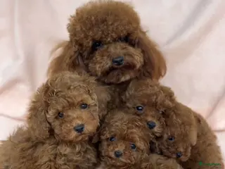 Poedel Toy honden Toy Poedel Maltipoo pups in Heerlen - Advertentie 5