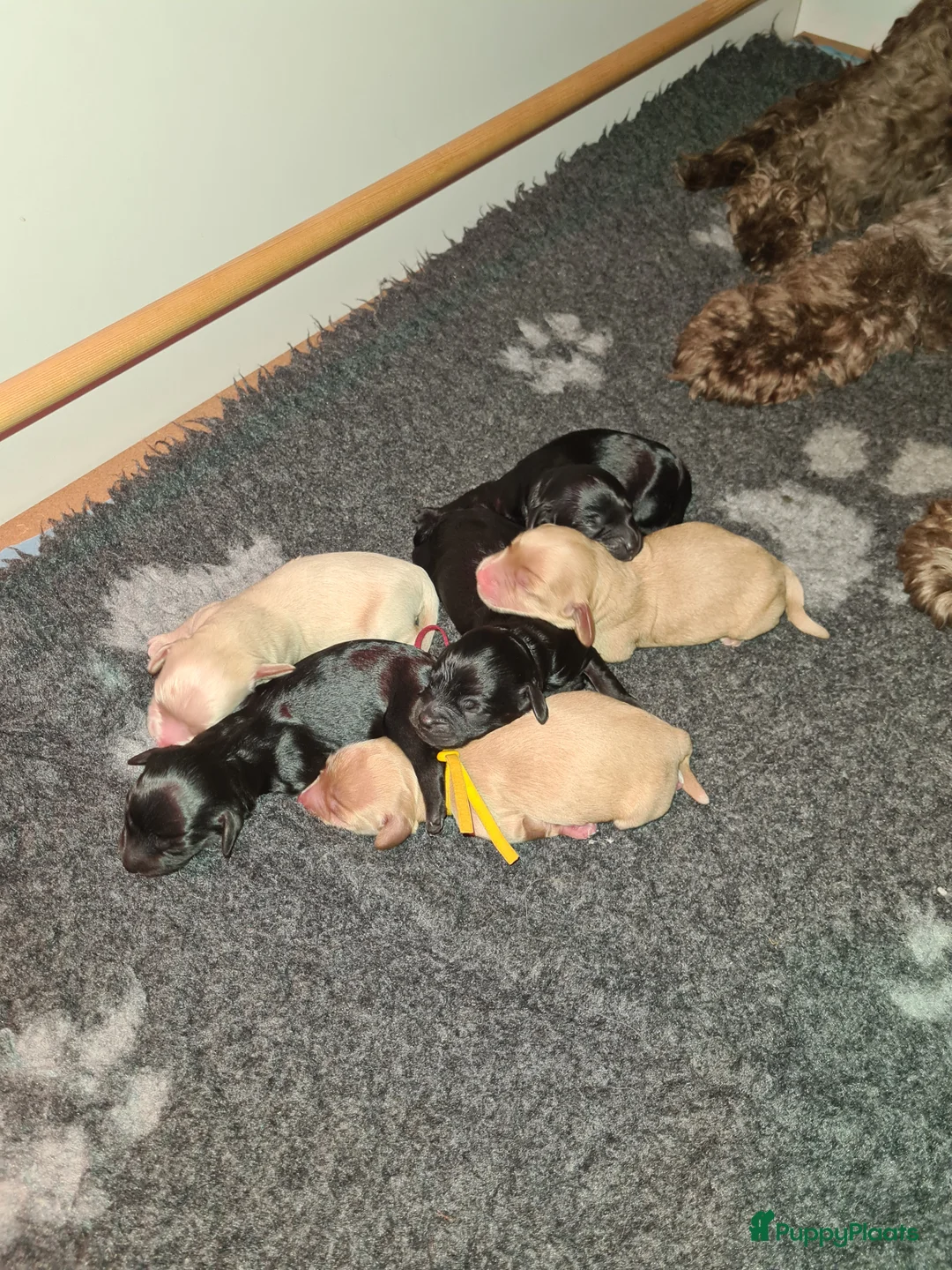 Cockapoo honden te koop: Cockapoo pups - Advertentie 7