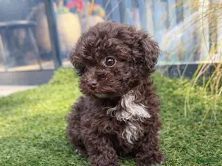 Maltipoo honden Maltipoo pup - Advertentie 3