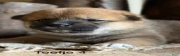 Shiba honden te koop: Bijzondere Shiba inu puppies - Advertentie 5