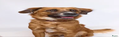 Oostenrijkse Kortharige Pinscher 1