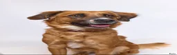 Oostenrijkse Kortharige Pinscher honden te koop: Kortharige Oostenrijkse Pinschers  - Advertentie 10