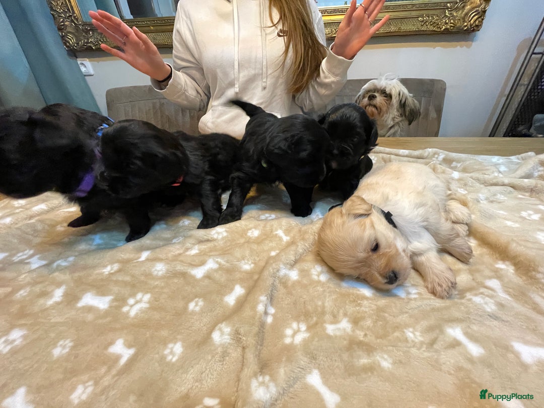 Kruising honden te koop: Boompoo pups, Boomer X Toy poedel - Advertentie 3