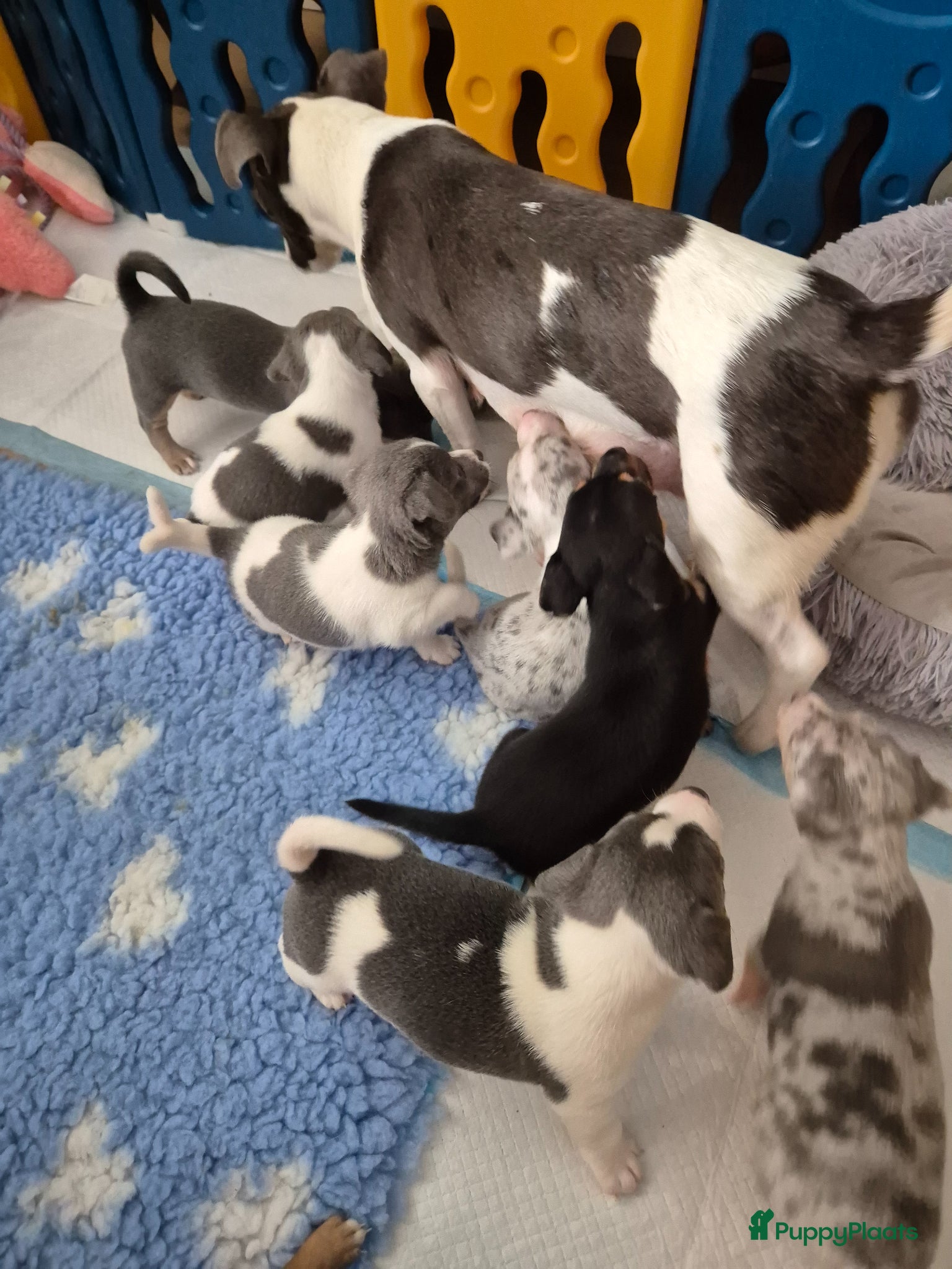 Jack Russel Terriër honden Mooie lieve jack russell pups zoeken een huisje - Advertentie 1