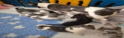 Jack Russel Terriër honden te koop: Mooie lieve jack russell pups zoeken een huisje - Advertentie 1