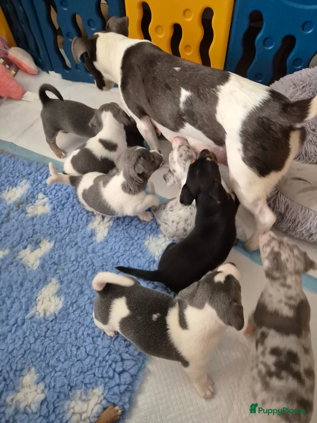 Jack Russel Terriër honden te koop: Mooie lieve jack russell pups zoeken een huisje - Advertentie 1