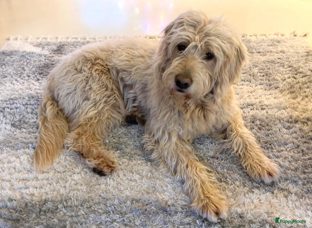 Labradoodle honden te koop: Labradoodle pups met Australian bloed - Advertentie 11