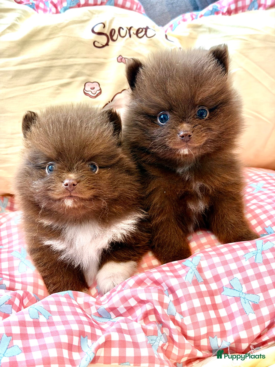 Pomeriaan honden te koop: Choco pomeranian pomeriaan pups te reserveren - Advertentie 4