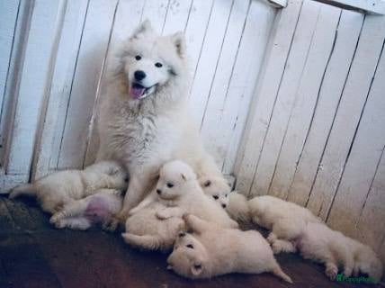 Samojeed honden Samojeed puppy’s beschikbaar - Advertentie 1