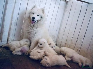 Samojeed honden Samojeed puppy’s beschikbaar - Advertentie 1