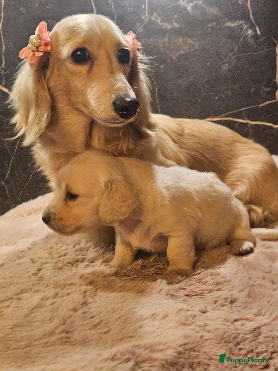 Teckel (langhaar) honden te koop: Schitterende licht blonde kleine teckel pupjes  - Advertentie 11