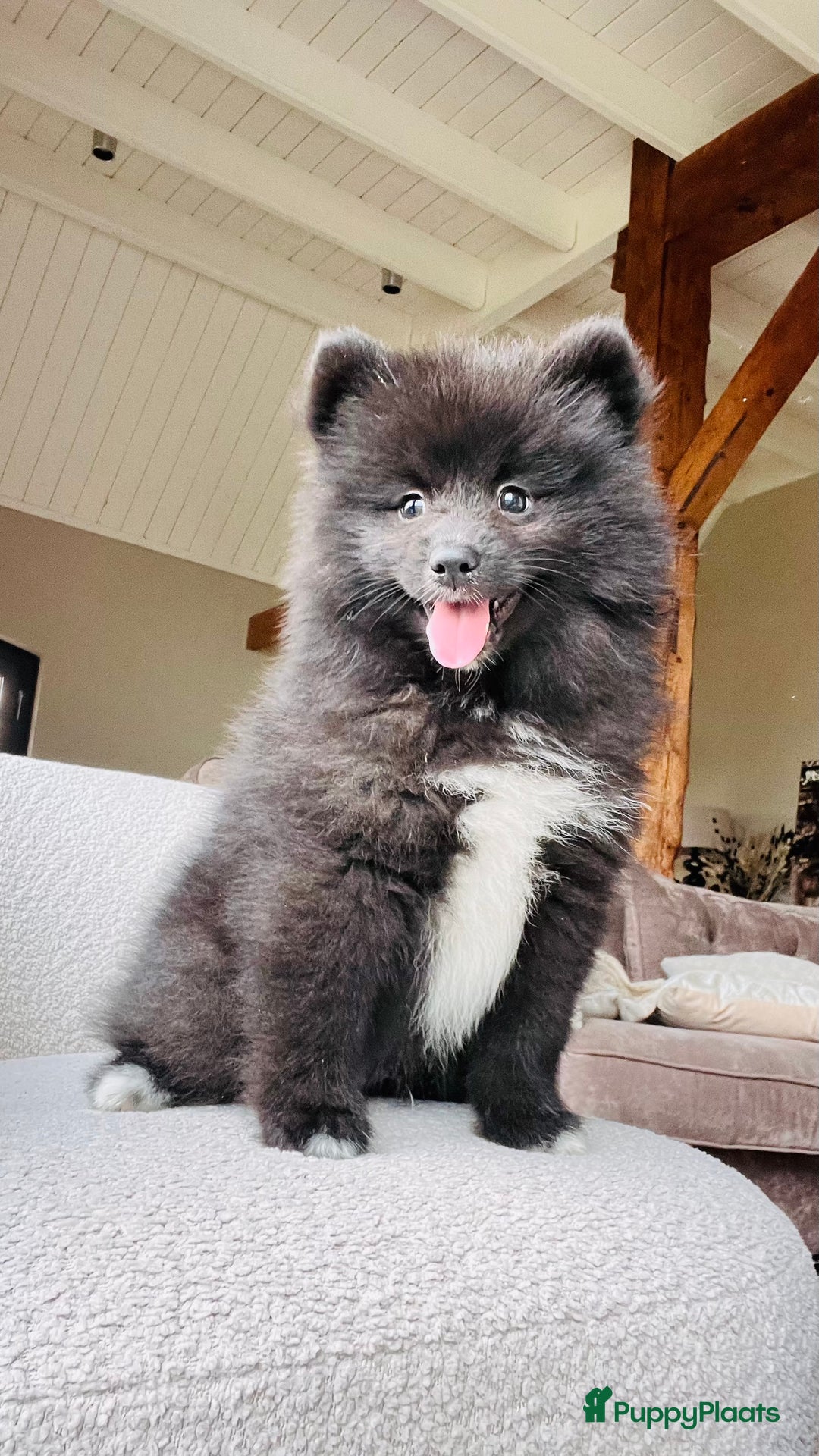 Pomsky honden te koop: Pomsky pups  - Advertentie 6