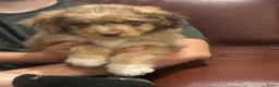 Kruising honden te koop: Aussiedoodle pupjes - Advertentie 4
