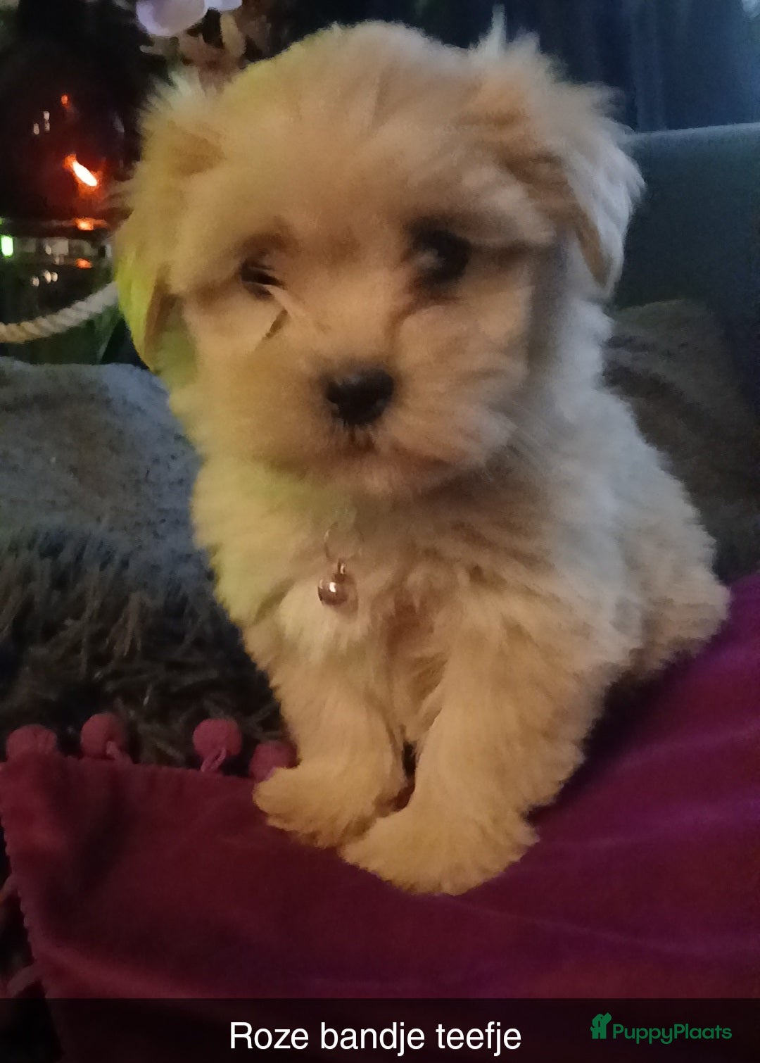 Boomer honden Prachtige boomer pups mogen nestje verlaten !! - Advertentie 1