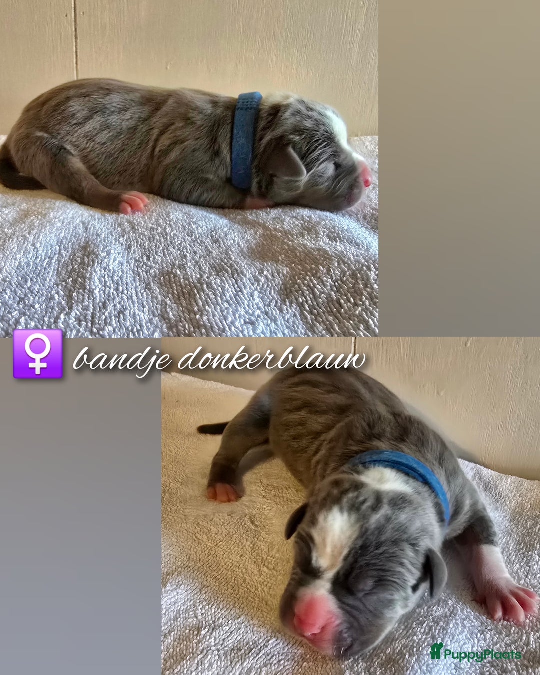 Amerikaanse Bully honden te koop: American Bully XL pups ABKC stamboom - Advertentie 11