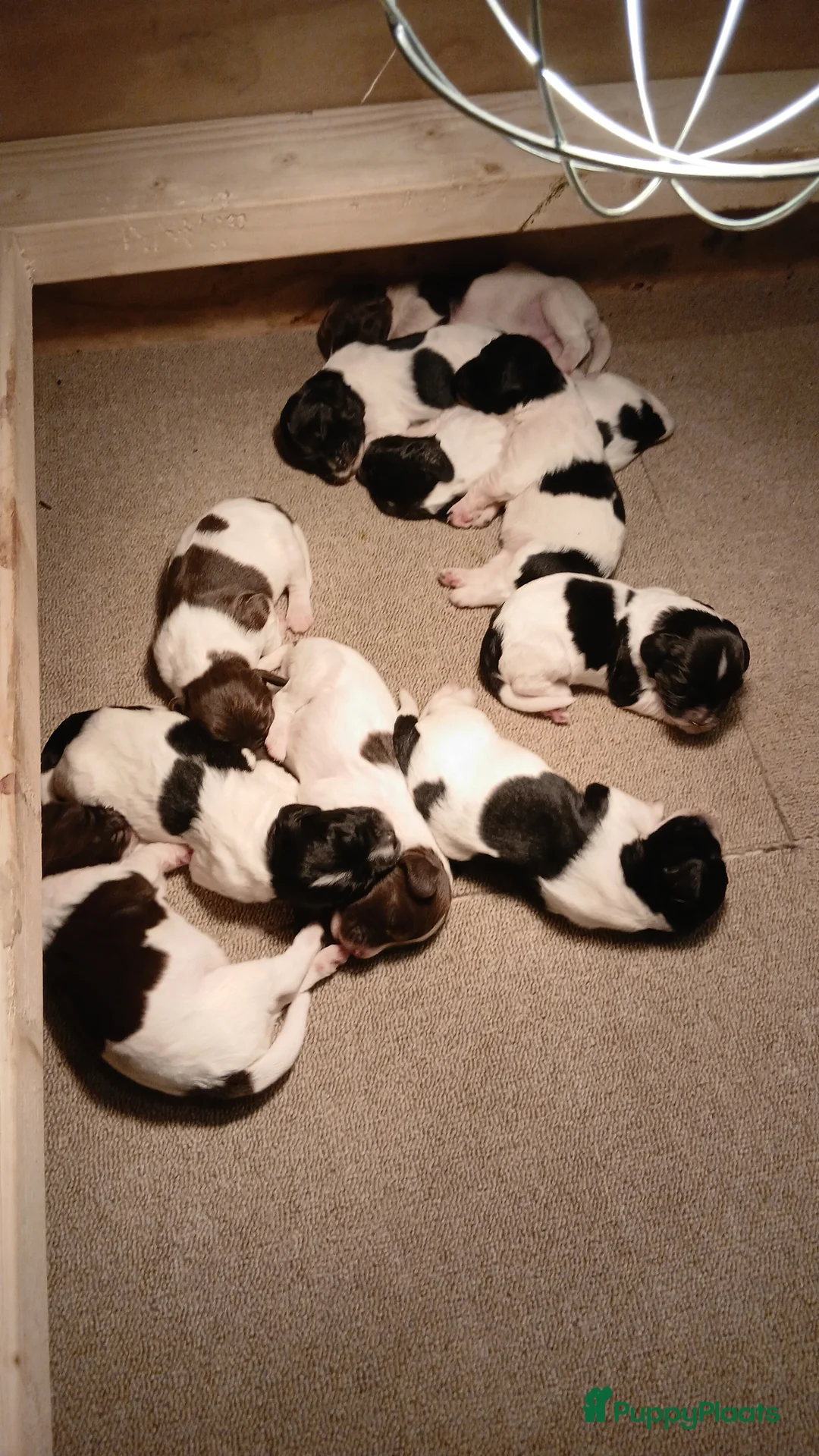 Engelse Springer Spaniel honden te koop: Engelse Springers Spaniel - Advertentie 5