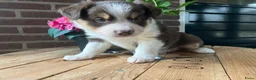 Border Collie honden te koop: Leuke Border Collie pups geboren op zorgboerderij - Advertentie 4