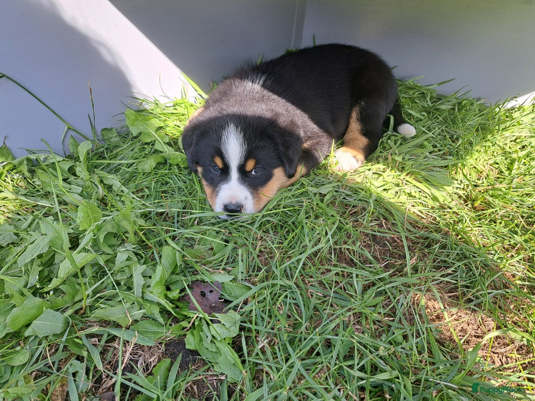 Grote Zwitserse Sennenhond honden te koop: Mooie zwitserse de/Bennensenner - Afbeelding 3