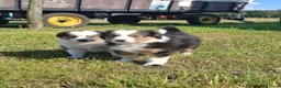 Kruising honden te koop: Shepherd puppy's  - Advertentie 11