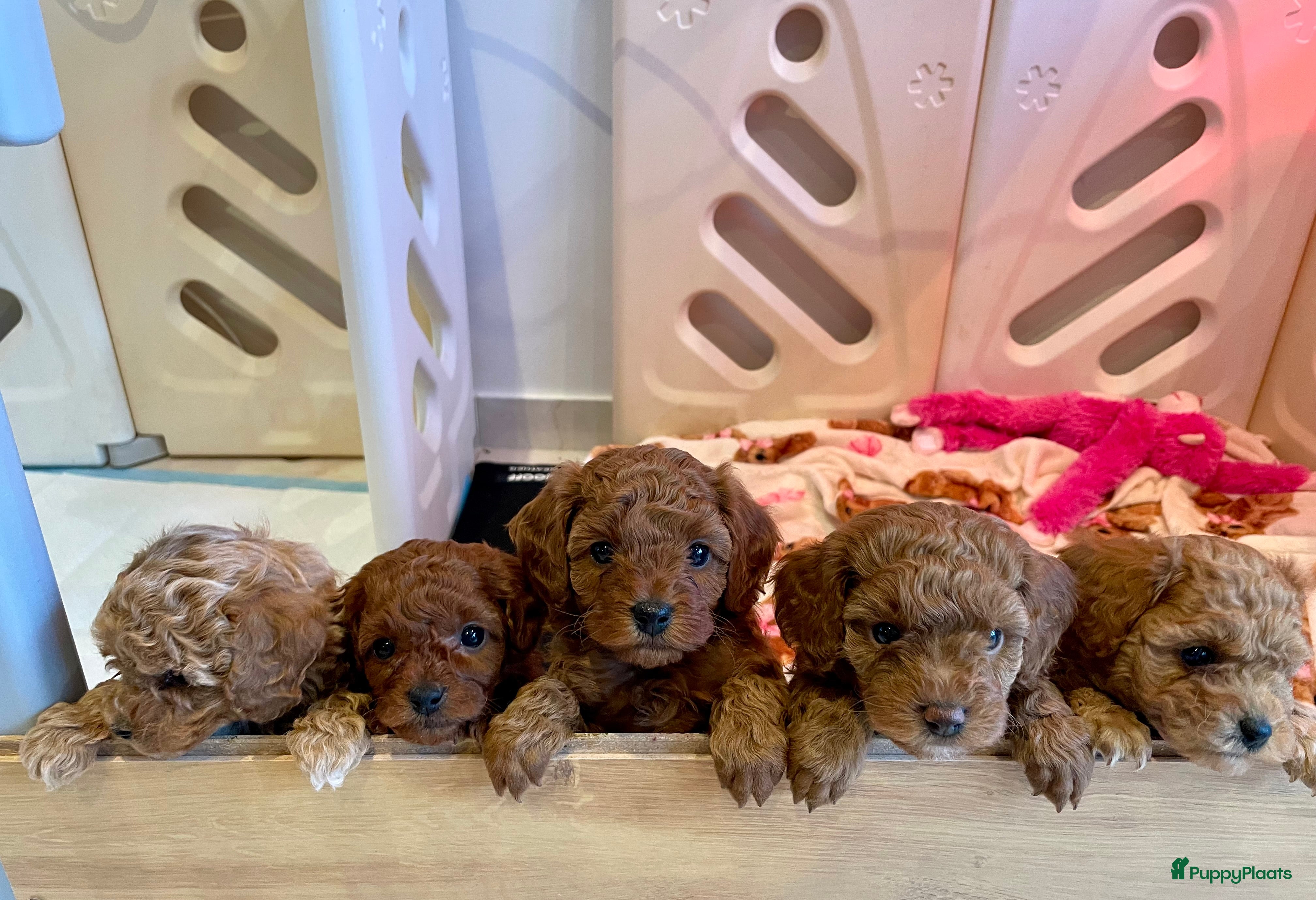 Poedel Toy honden Laatste Prachtige Toy poedel teefje - Advertentie 2