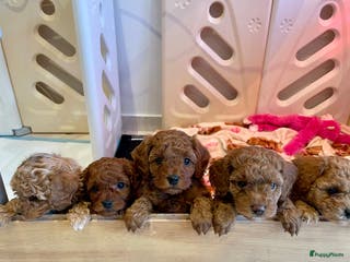 Poedel Toy honden Laatste Prachtige Toy poedel teefje - Advertentie 2