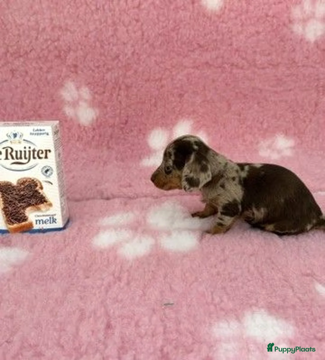 Ruwhaar Teckel honden te koop: Ruwhaar Kaninchen teckel pups - Advertentie 2