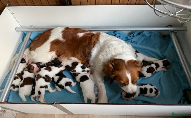 Kooikerhondje honden - Advertentie 2