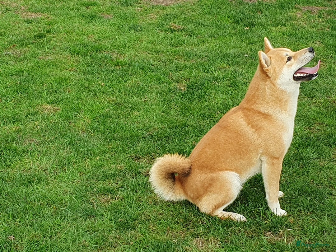 Shiba honden te koop: Shiba Inu pups beschikbaar  - Advertentie 11