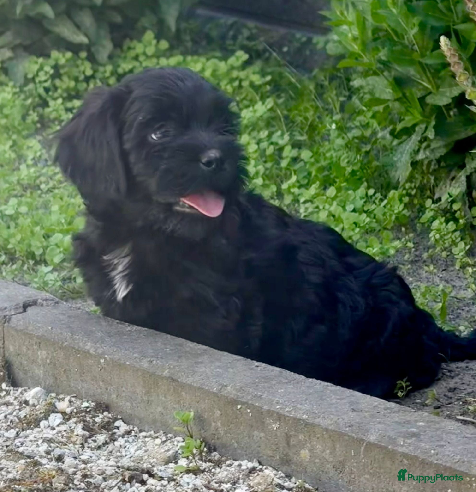 Cockapoo honden te koop: Cockapoo x boomer pups  - Advertentie 16