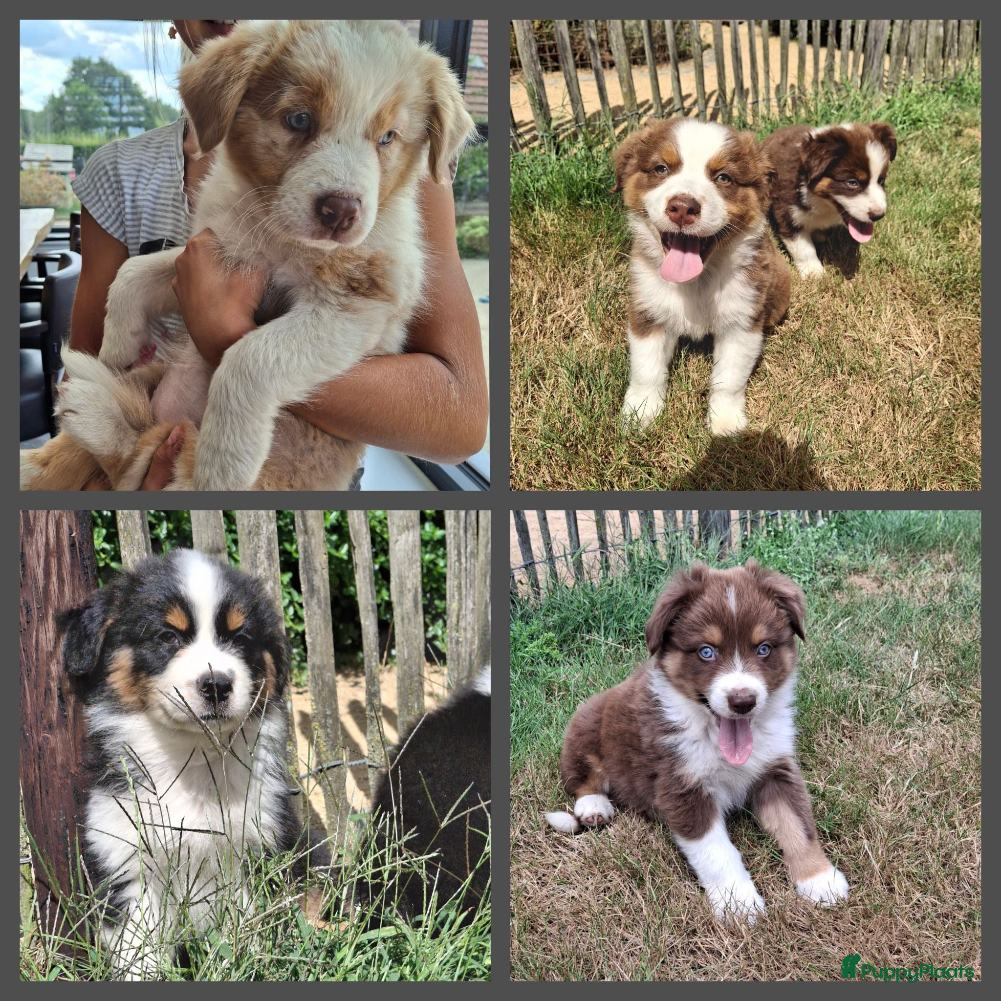 Australian Shepherd honden Raszuivere Australian Shepherd pups, getest ouders - Advertentie 1