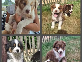 Australian Shepherd honden Raszuivere Australian Shepherd pups, getest ouders - Advertentie 7