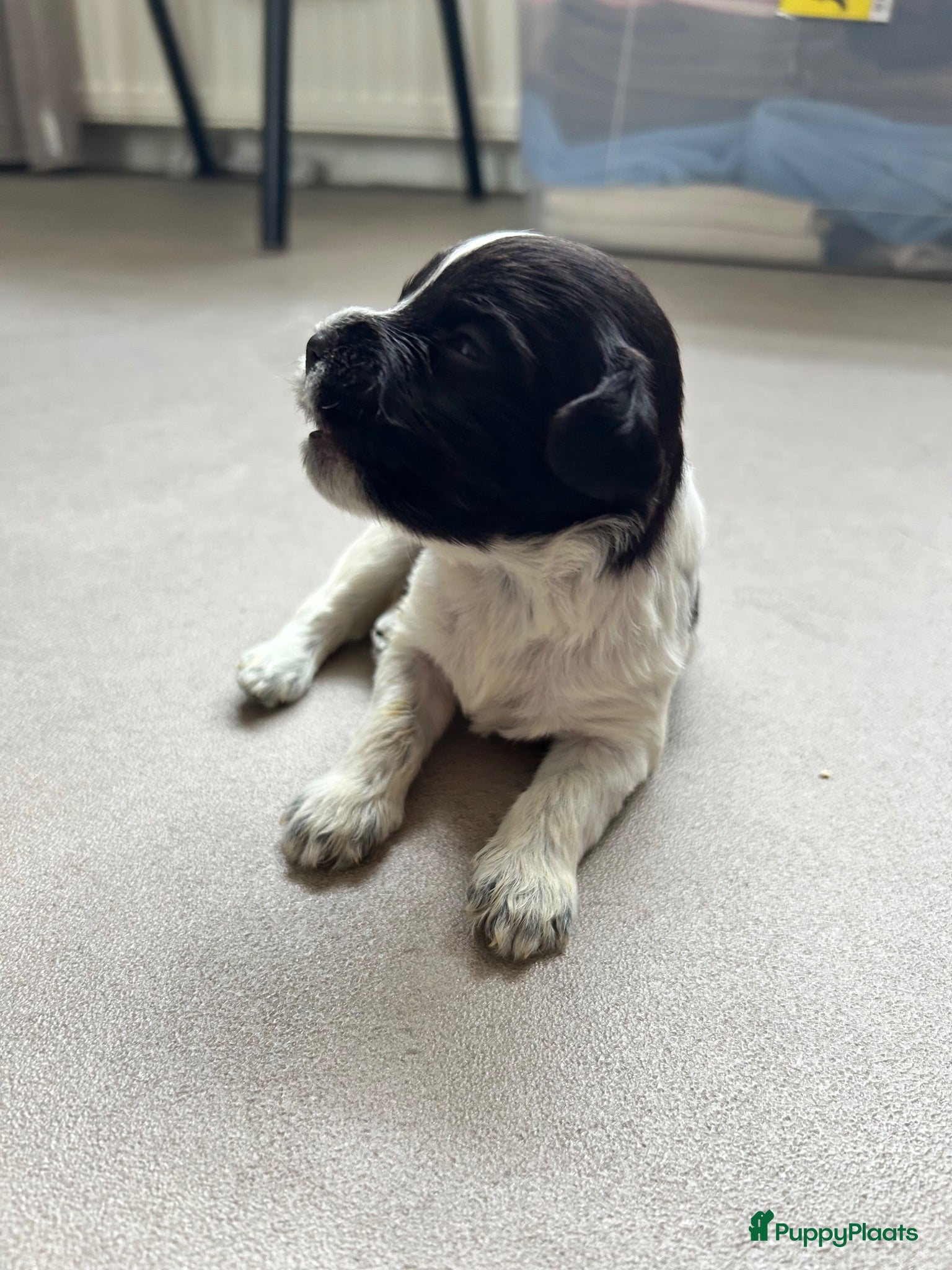 Nederlandse Schapendoes honden Prachtige schapendoesjes - Advertentie 2