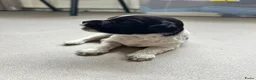 Nederlandse Schapendoes honden te koop: Prachtige schapendoesjes - Advertentie 3