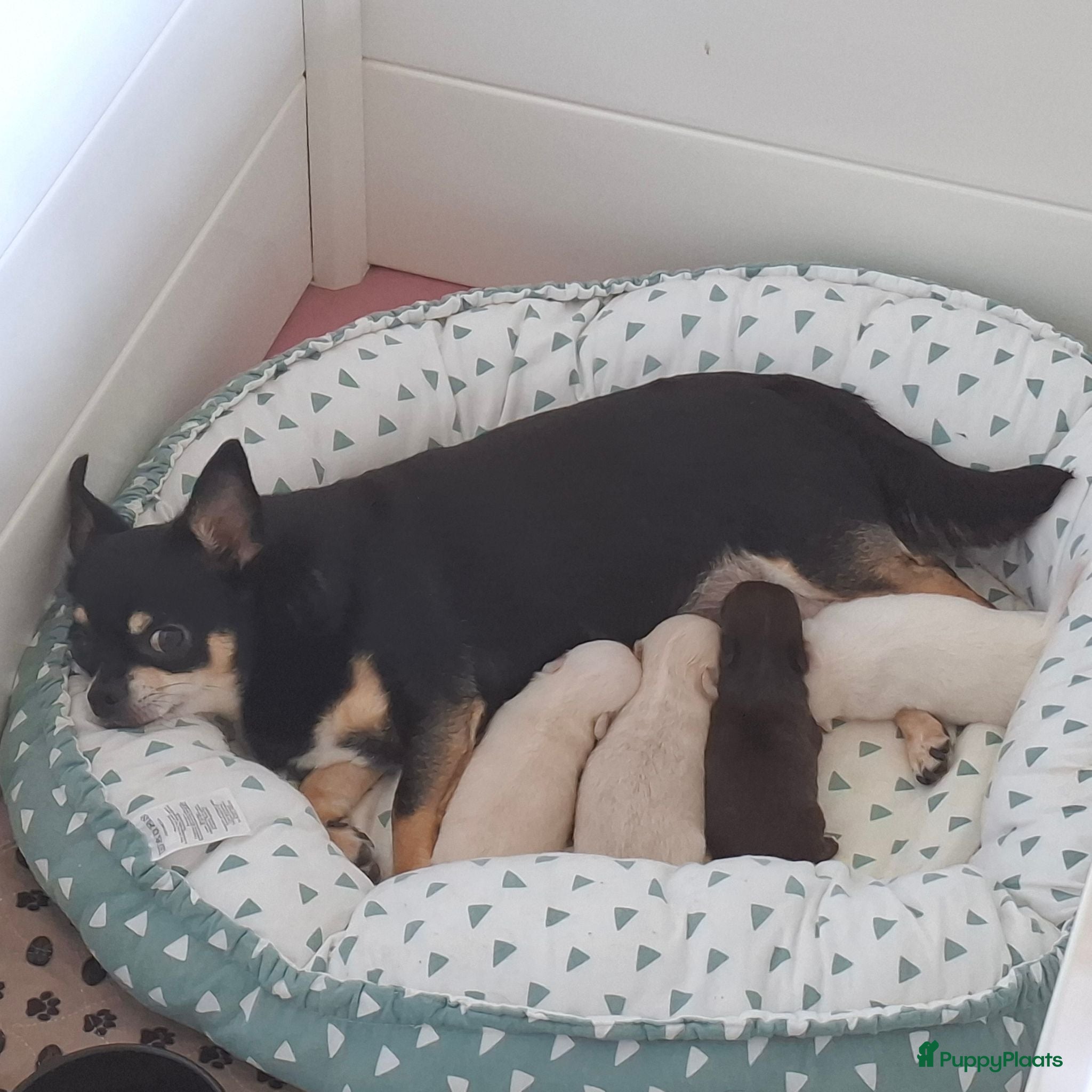 Chihuahua honden 2 chihuahua teefjes - Advertentie 5