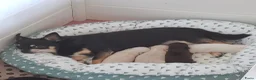Chihuahua honden te koop: 2 chihuahua teefjes - Advertentie 1