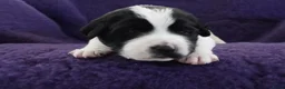 Kruising honden te koop: Gouden huis gezocht - Advertentie 17