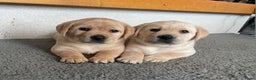 Labrador Retriever honden te koop: Mooie labrador pups - Advertentie 1