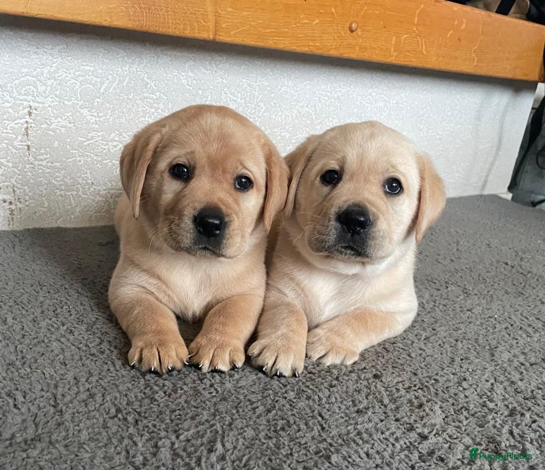 Labrador Retriever honden te koop: Mooie labrador pups - Advertentie 1