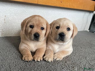 Labrador Retriever honden Mooie labrador pups - Advertentie 14