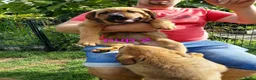 Kruising honden te koop: Rottweiler x moskovitische waakhond - Advertentie 4
