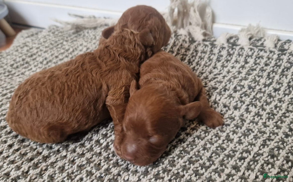 Poedel Toy honden Toy poedel pups geboren - Advertentie 2