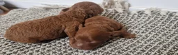 Poedel Toy honden te koop: Toy poedel pups geboren - Advertentie 2