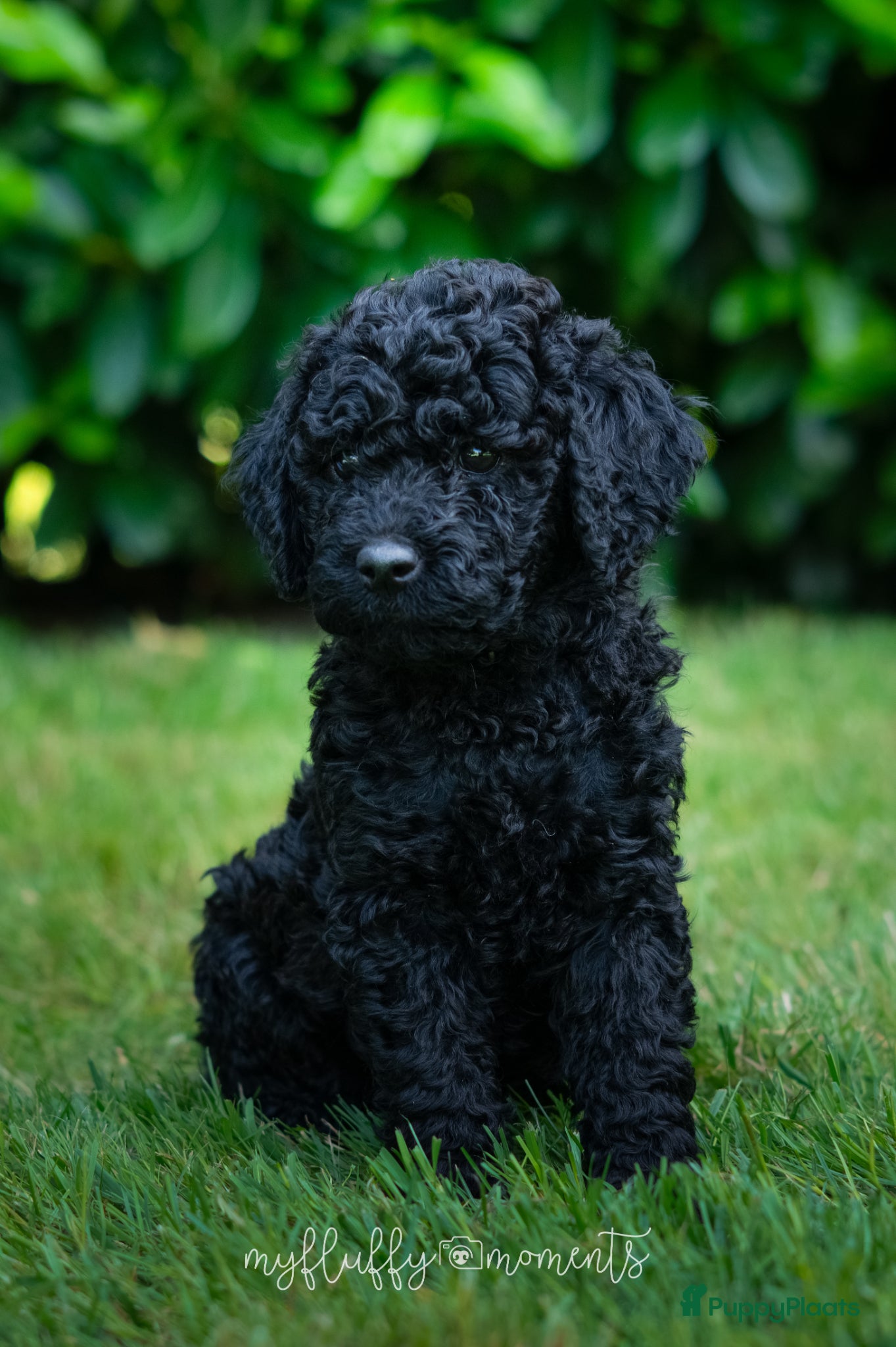Labradoodle honden te koop: Prachtige Labradoodle pups mogen verhuizen  - Advertentie 5