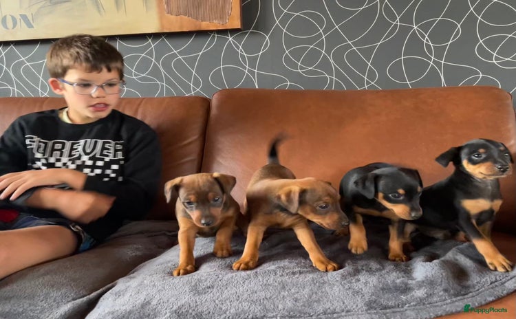 Dwergpinscher honden - Advertentie 1