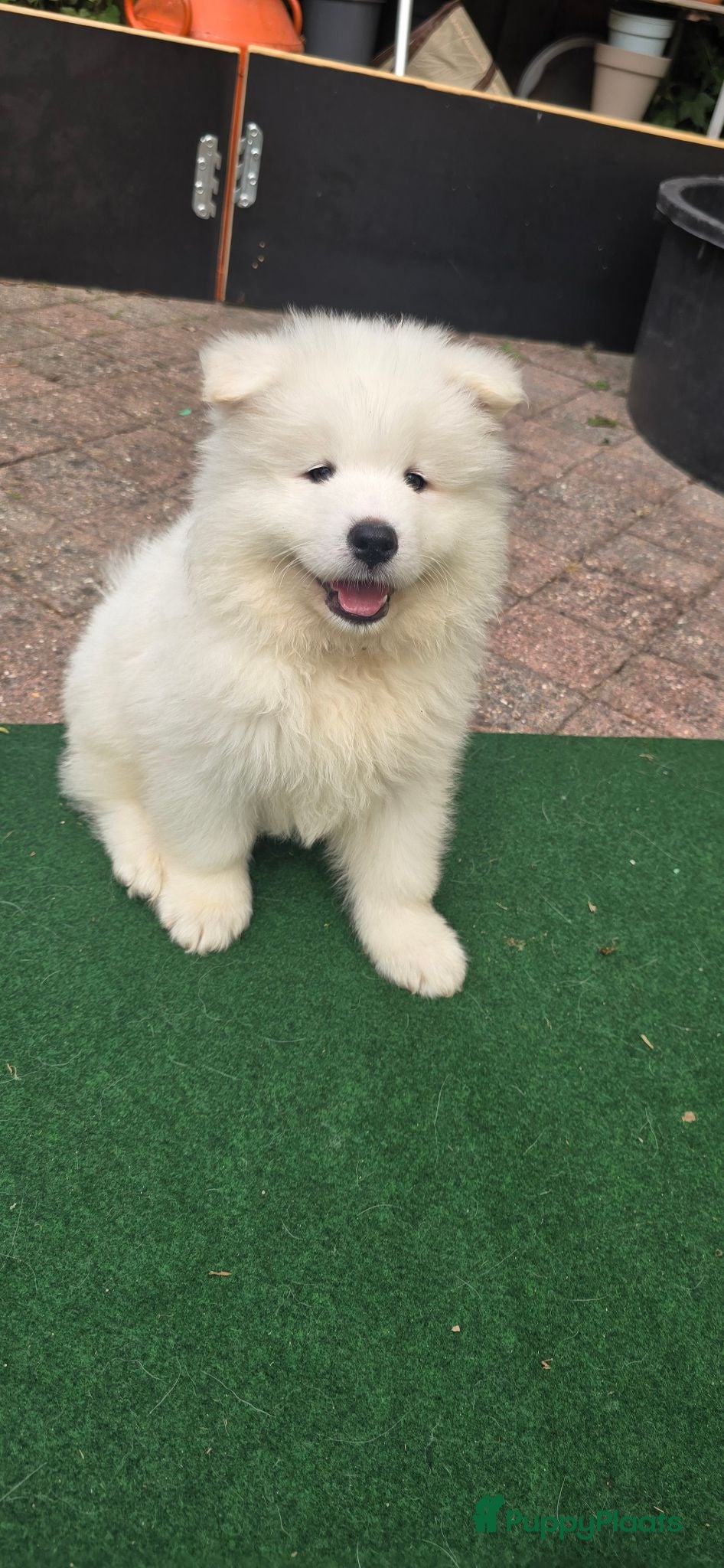 Samojeed honden Samojeed puppys zoeken hun gouden mandje 🐾 - Advertentie 2