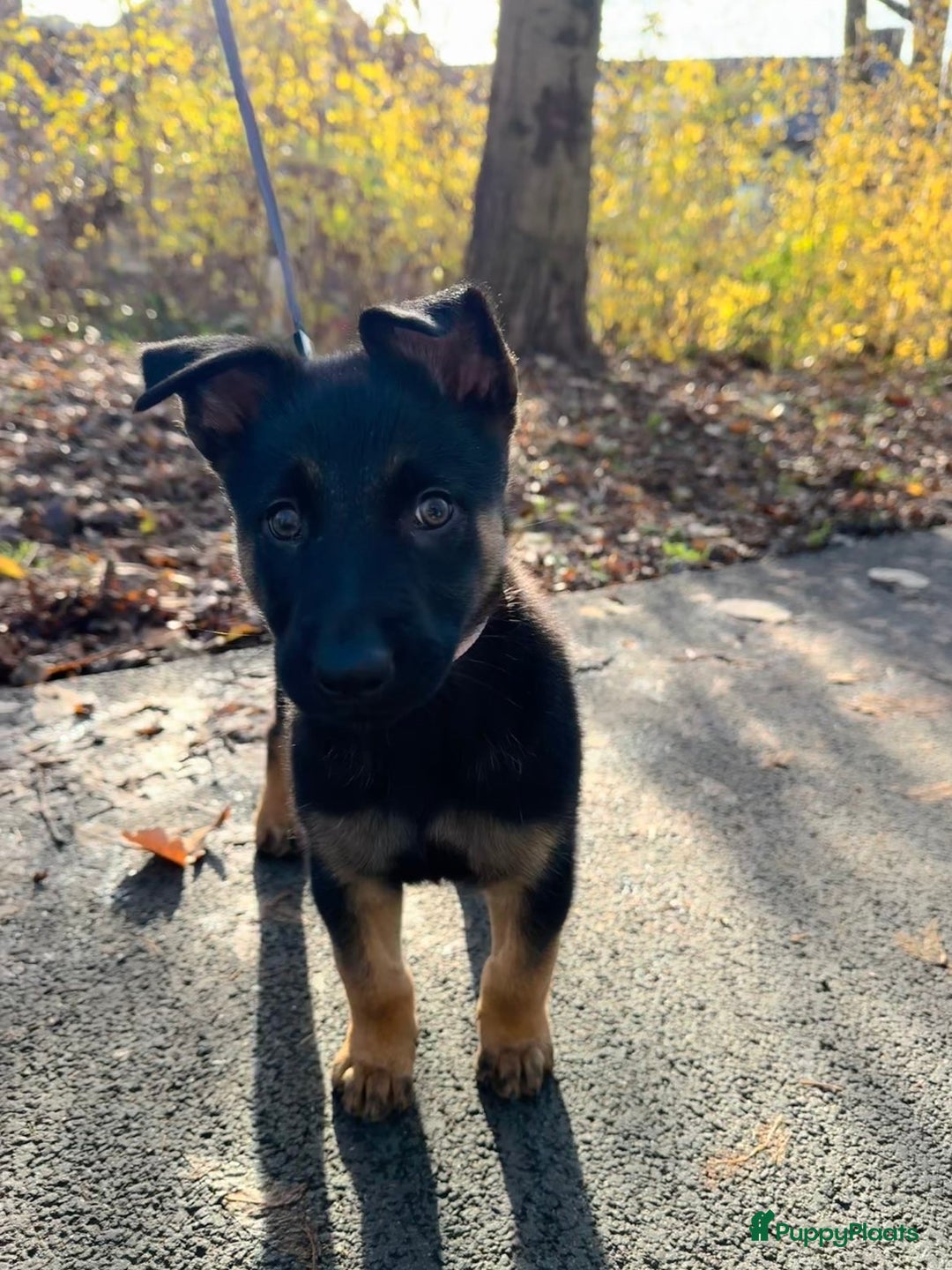 Kruising honden te koop: Herder pup - Advertentie 6