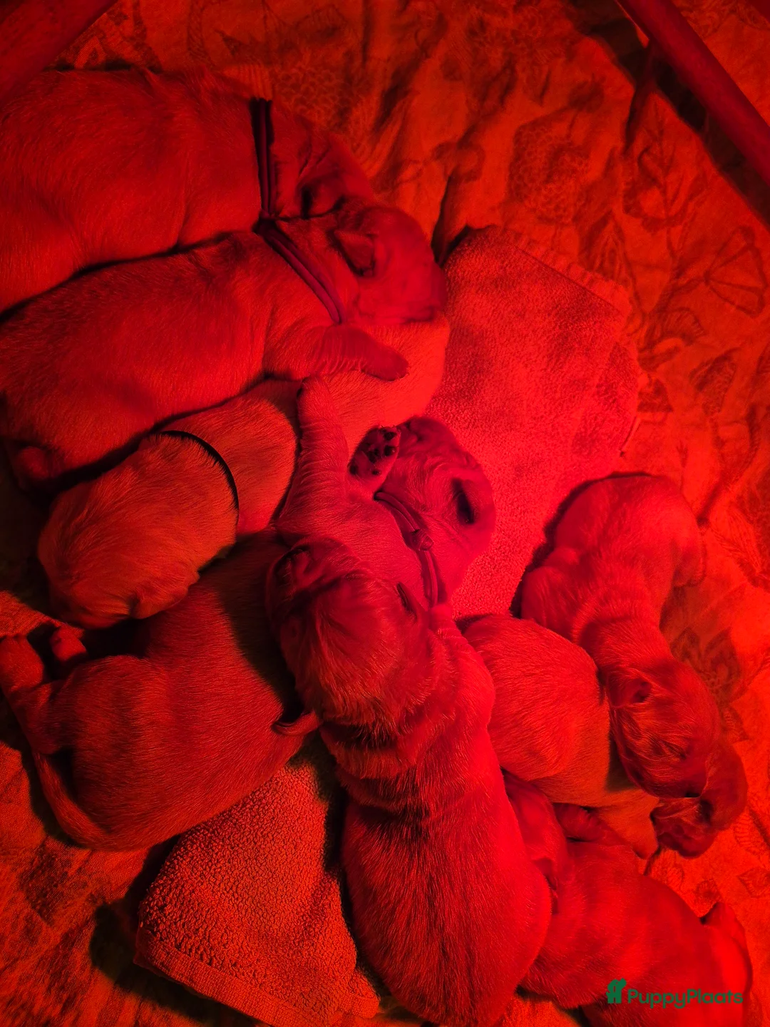 Golden Retriever honden te koop: Liefdevol en huiselijk nest Golden Retriever pups  - Advertentie 15