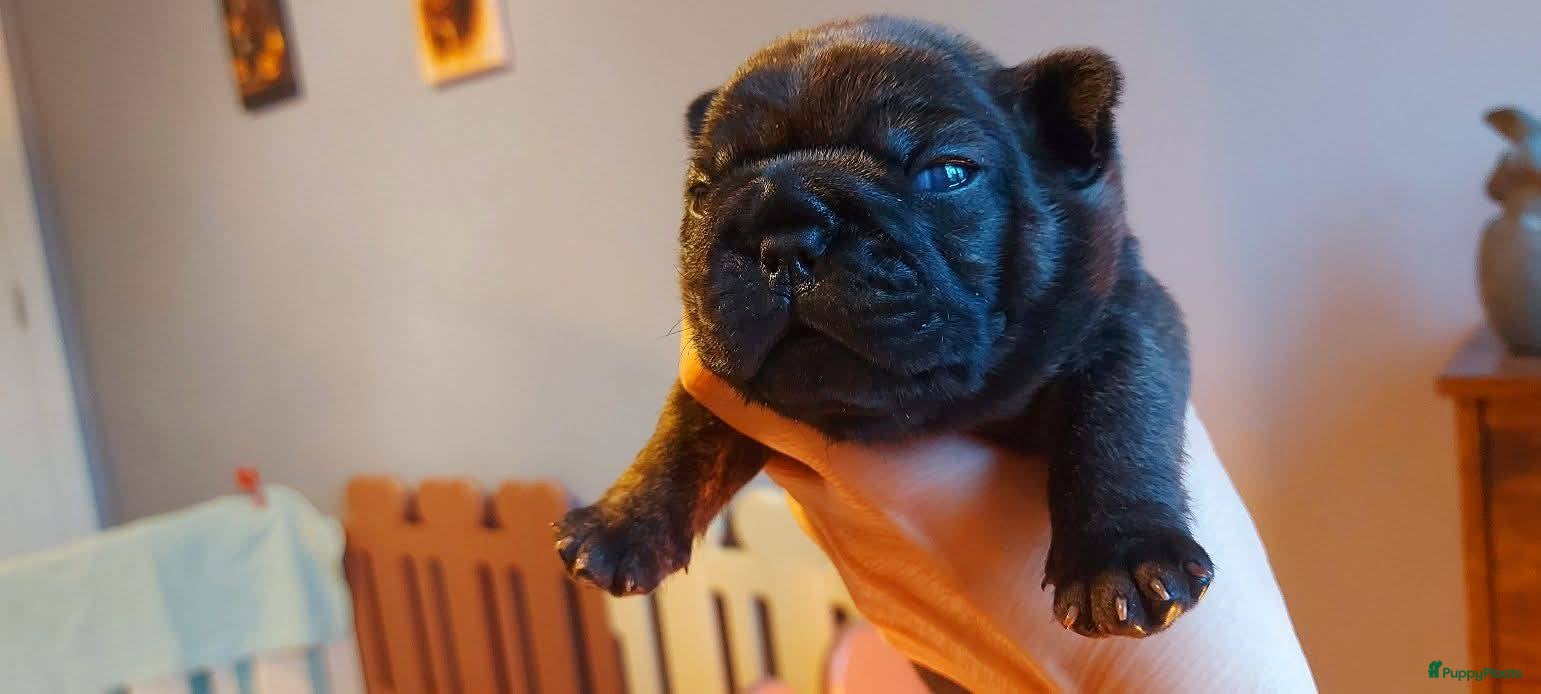 Franse Bulldog honden Prachtige Franse Bulldog pup met stamboom - Advertentie 2